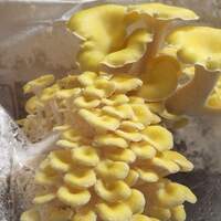 Yellow Oyster Mushroom